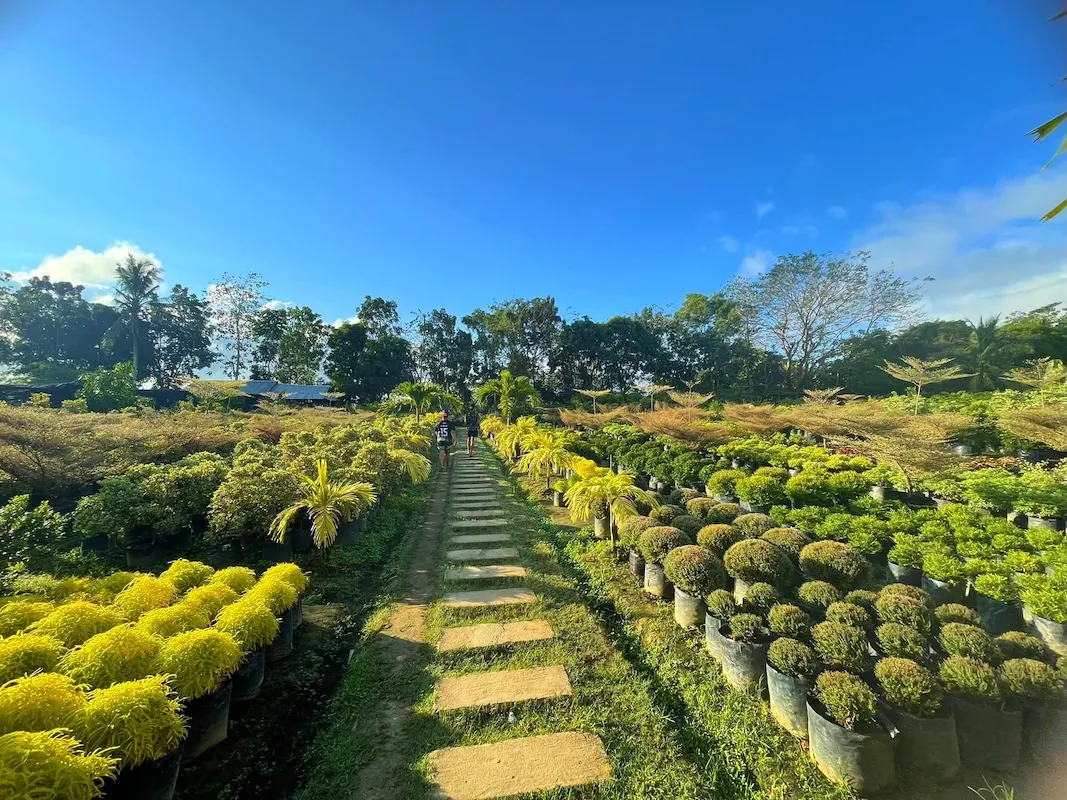 Dafalongs Flower Farm 